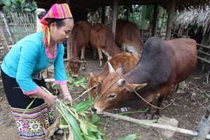 ລົບລ້າງຄວາມອຶດຫິວຫຼຸດຜ່ອນຄວາມທຸກຍາກ, ຜົນງານພື້ນຖານຂອງສິດທິມະນຸດຫວຽດນາມ - ảnh 1